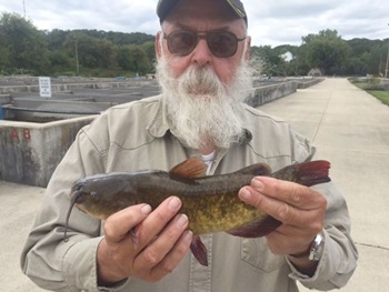 Dick Newcomer's Brown Bullhead 12.5inch, 08-24-15